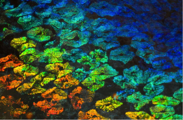 Research project photo