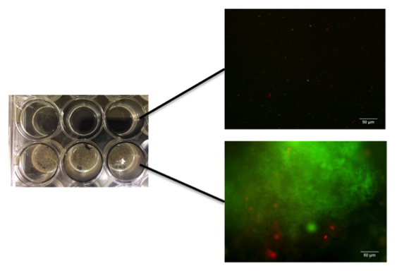 Research project photo