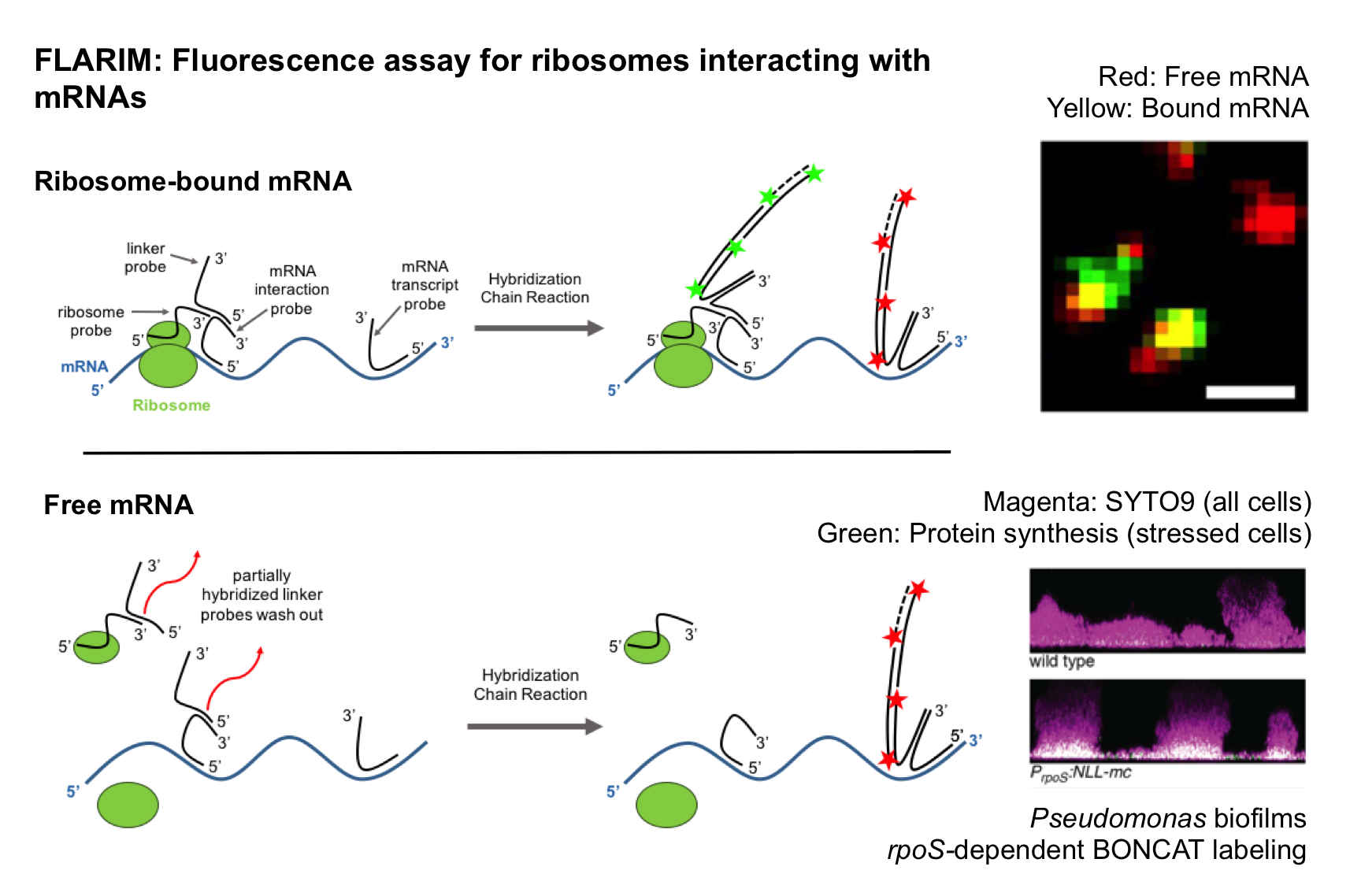 Research project photo
