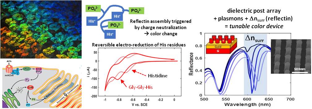 Gordon-Morse Project Image