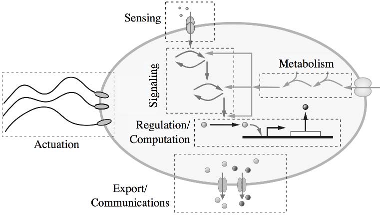 Schematic diagram of a synthetic cell.