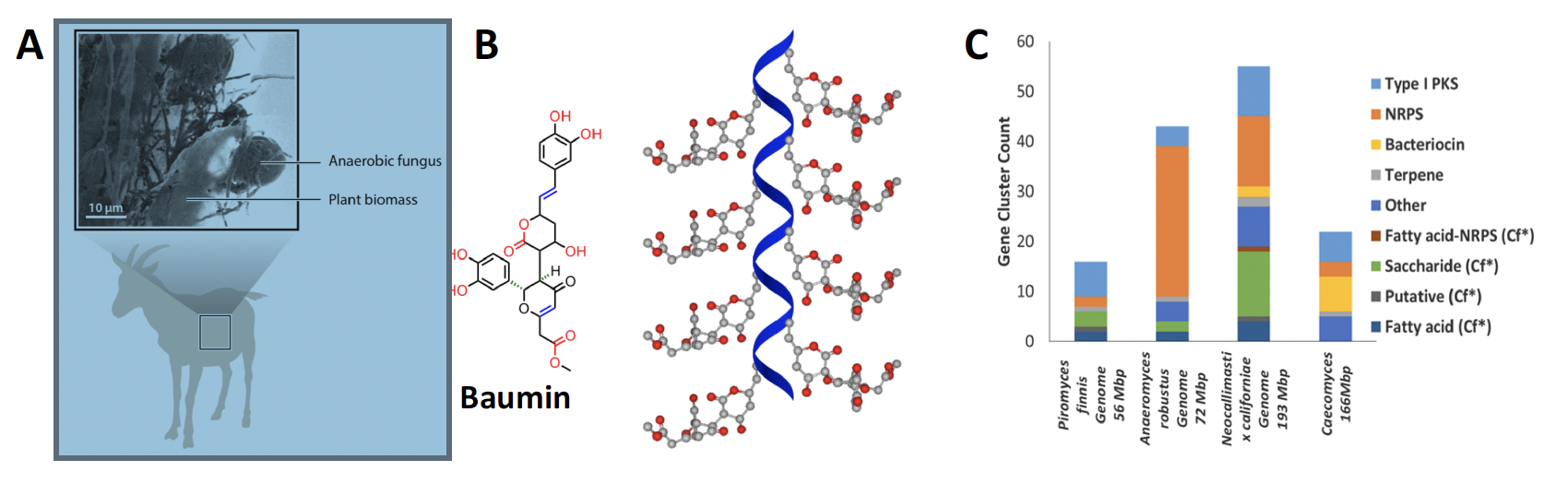 Anaerobic fungi (A) are early-branching eukaryotes found in large herbivores that are extremely difficult to grow at scale. However, recently our laboratory discovered that anaerobic fungi produce a wealth of small molecules like baumin (B), which is a polyketide that contains many of the targeted chemistries for polymers (vinyl (blue), alcohol and ester (red) groups which can be utilized in orthogonal polymerizations) as well as high degrees of asymmetry and chirality (green). Several sequenced strains of anaerobic fungi (C) are untapped sources of small molecule monomers for next-generation functional materials, as they encode an array of biosynthetic genes like polyketide synthases (PKS) and non-ribosomal peptide synthases (NRPS). Project Image