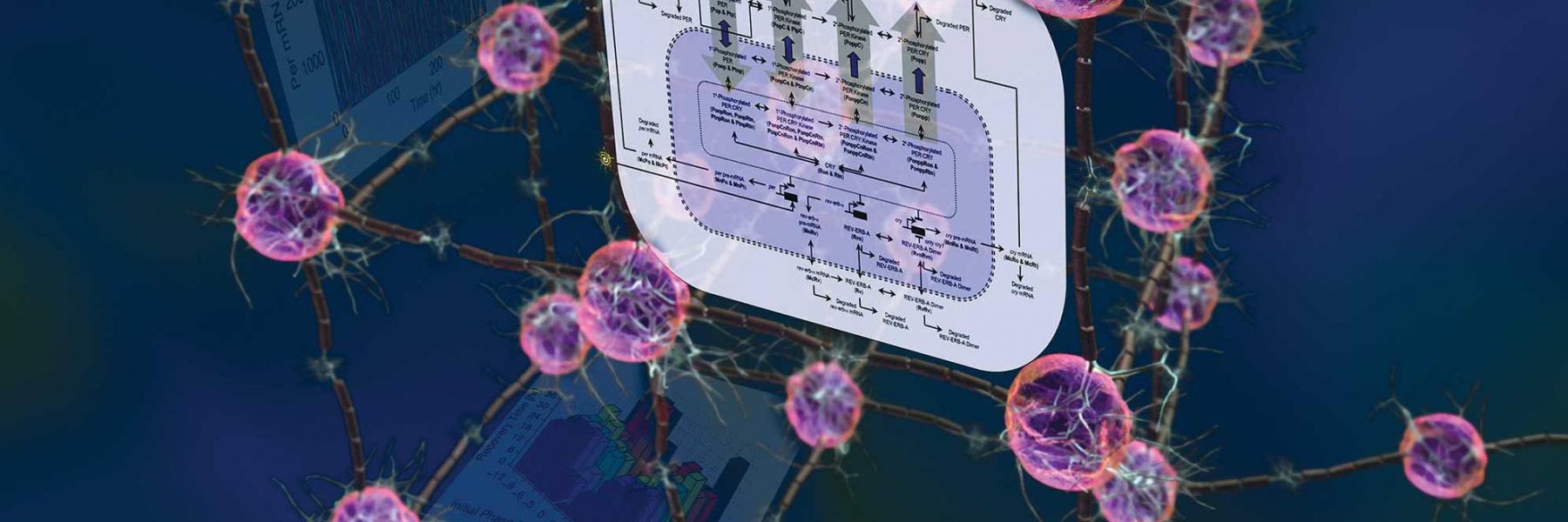 Systems and Synthetic Biology