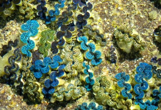 Giant clam (Tridacna gigas) is the largest living bivalve mollusk and one of the most endangered clam species. Brilliant neon-like reflectance from cells in giant clams' epithelium creates colors from deep azure blues or turquoises to greens, golds and reds. Photo: Daniel Morse Project Image