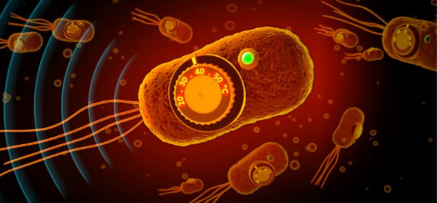 Tumor-homing therapeutic bacteria remotely controlled by thermal focused ultrasound. Image credit: Shapiro lab. Tumor-homing therapeutic bacteria remotely controlled by thermal focused ultrasound. Image credit: Shapiro lab.