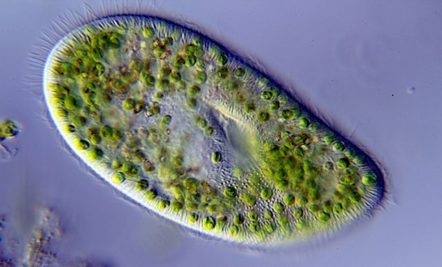 Paramecium bursaria