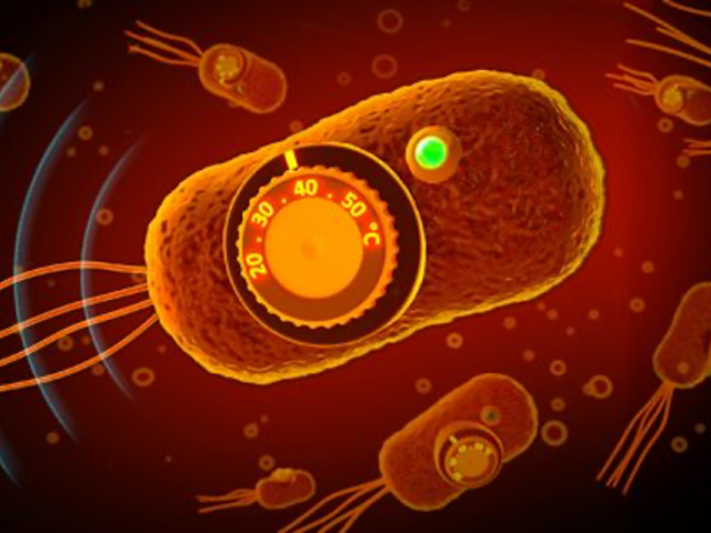 Tumor-homing therapeutic bacteria remotely controlled by thermal focused ultrasound. Image credit: Shapiro lab.