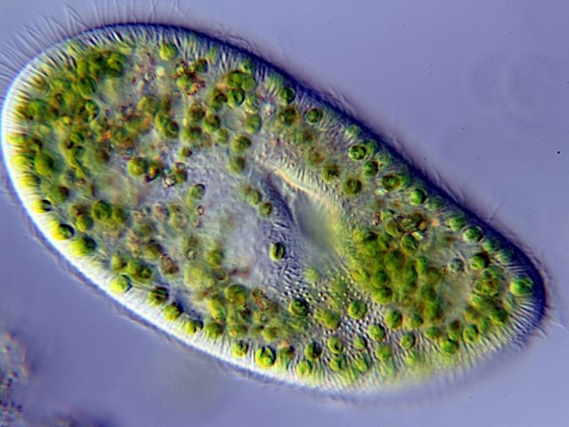 Paramecium bursaria
